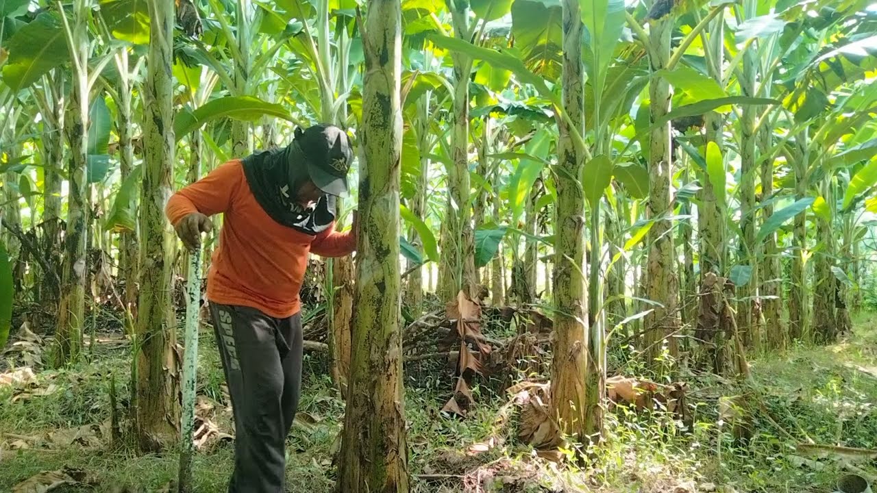 PERAWATAN TANAMAN PISANG AMBON WARANGAN SEKALIGUS PEMBIBITAN .