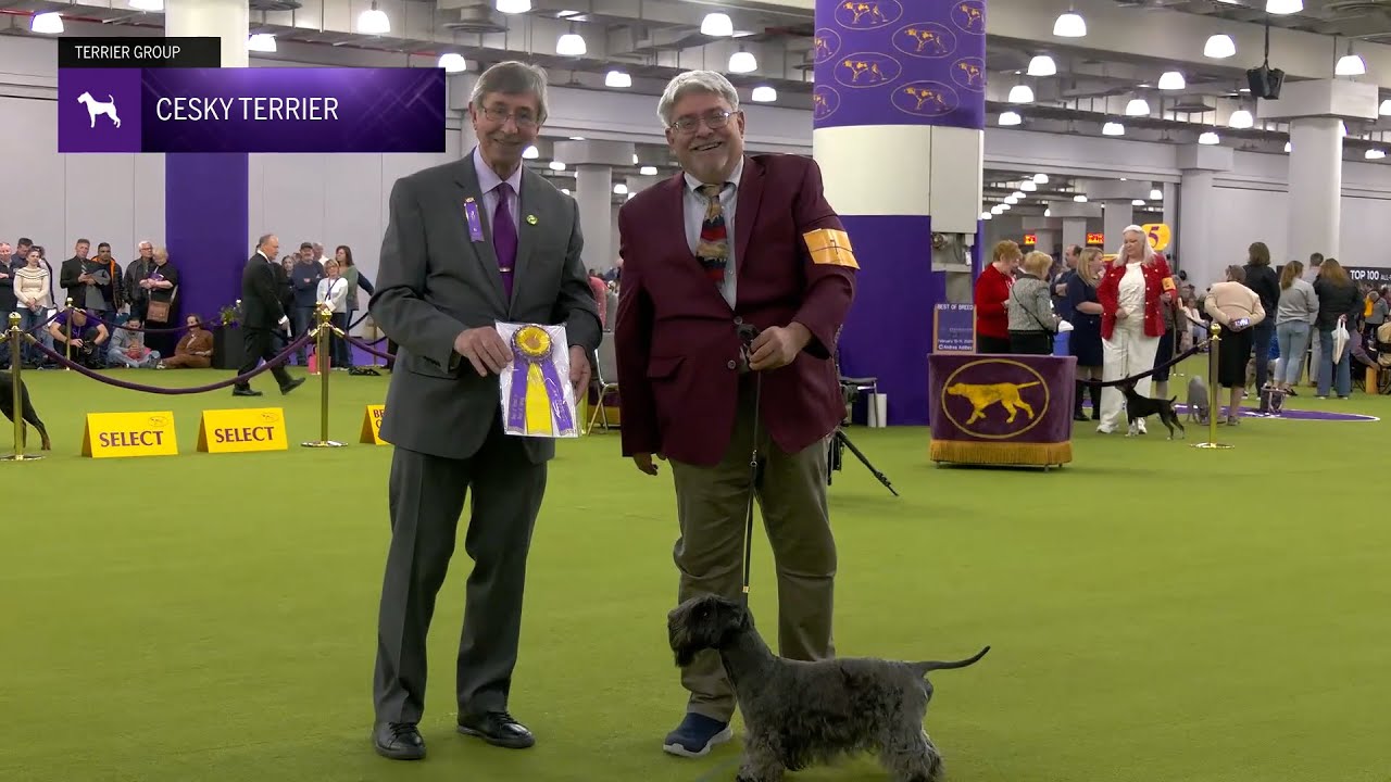 Cesky Terriers | Breed Judging 2025