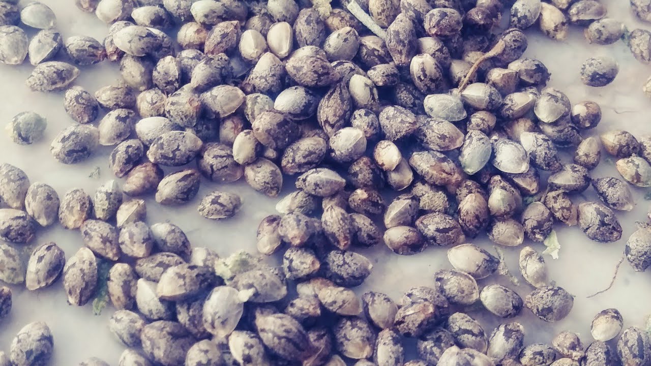 Harvesting cannabis seeds from our cannafem reversal spray experiment,the #marshydro tent