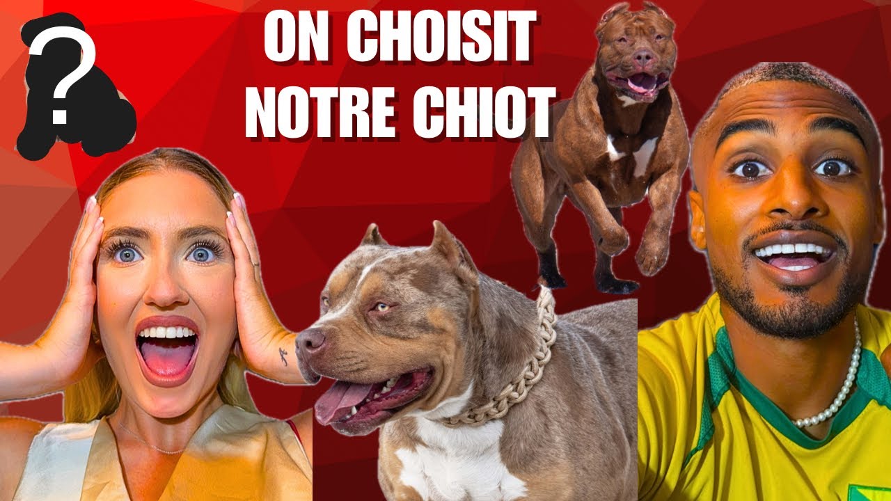 ON CHOISIT NOTRE CHIOT AMERICAN BULLY XL 😍