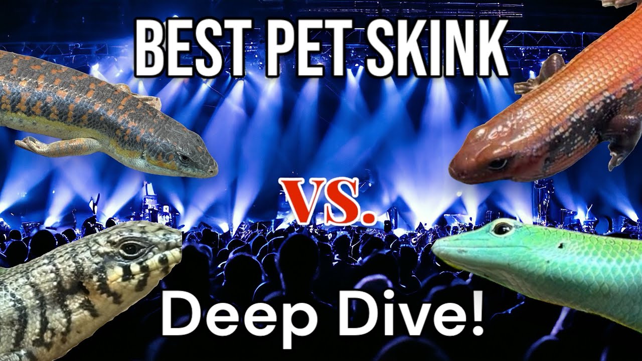 What is the Best pet skink? Showdown!!