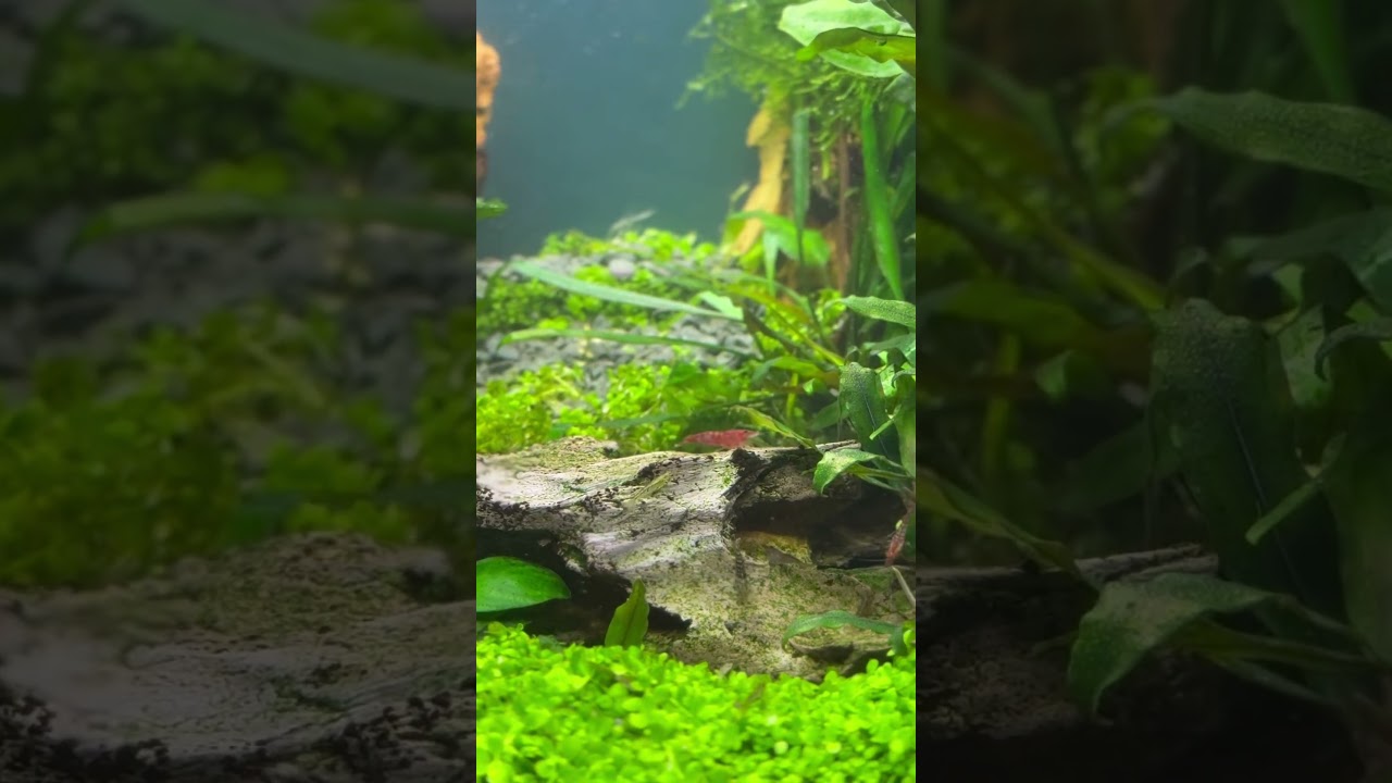 Наш аква120л(после очередной подмены воды)идет фотосинтез