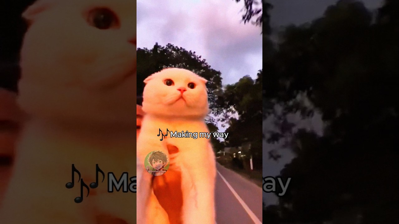 🐱 Il gatto Making my way downtown 🎶