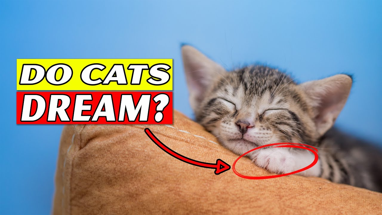 Do Cats Dream or Have Nightmares? Find Out!