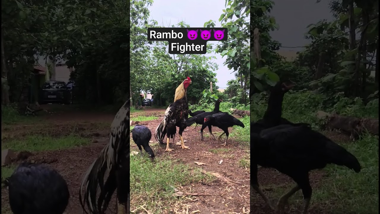 Rambo Fighter Aseel 😈😈 || @Farmercg07 || #roosterfarm #aseelmurga #rooster #animals #fight
