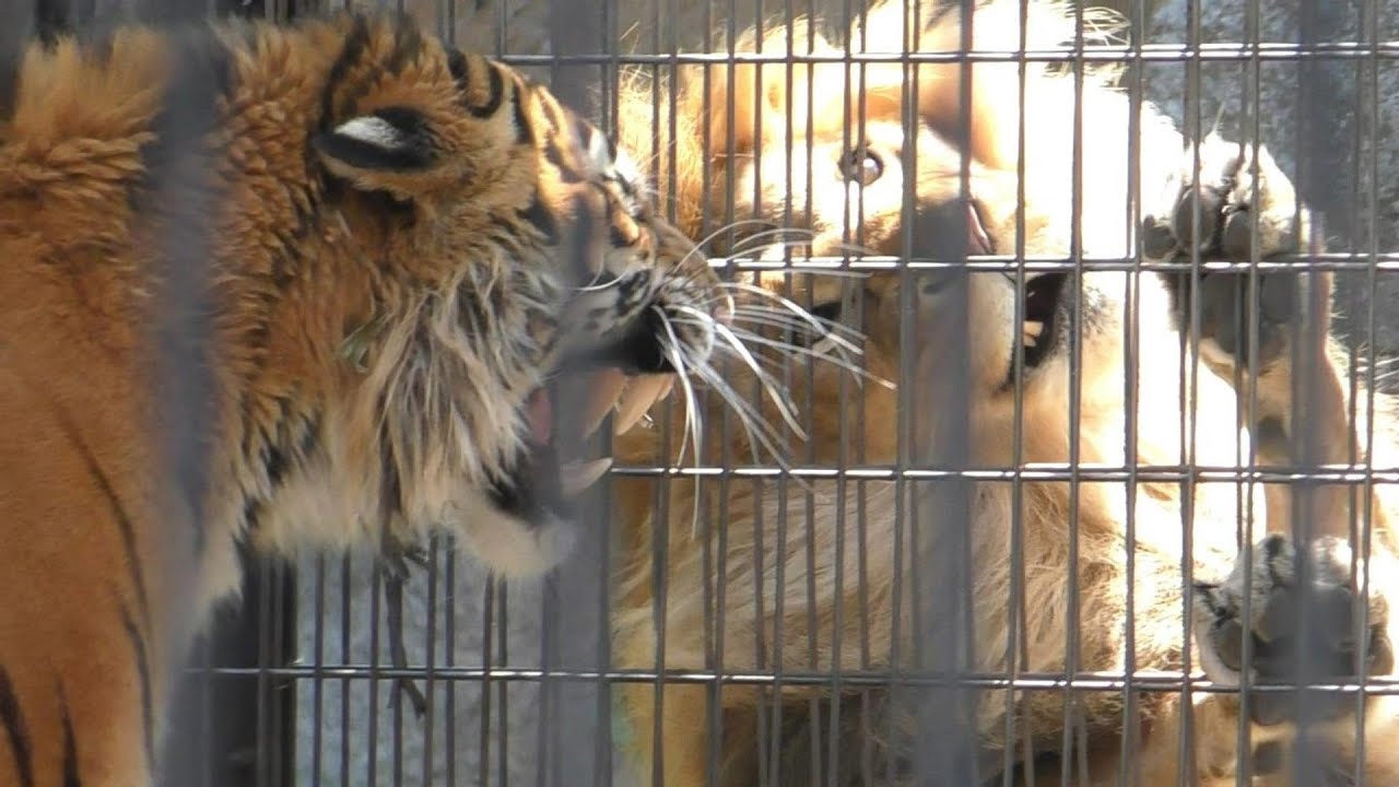 ライオン（オリト）VSトラ（リキ）旭山動物園にて