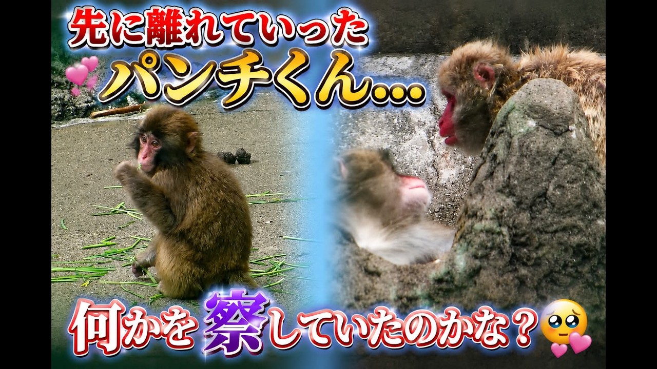 【パンチくん🐵】何かに気づいた&hellip;🥰💕[Punchkun🐵] noticed something&hellip; 🥰💕