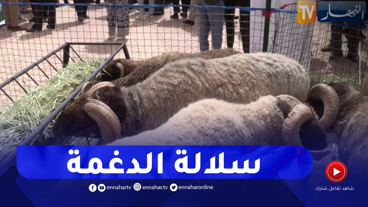 فلاحة: مساعي لإعادة بعث سلالة 