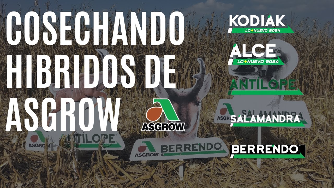 MAIZ ANTILOPE, KODIAK, ALCE Y BERRENDO: ¿Cuál fue el mejor híbrido?