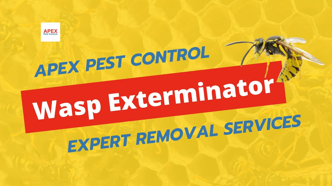 Wasp Exterminator | Expert Wasp Removal Services | Apex Pest Control