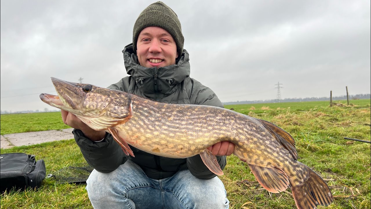 SNOEKVISSEN met DOOD AAS in de POLDER !