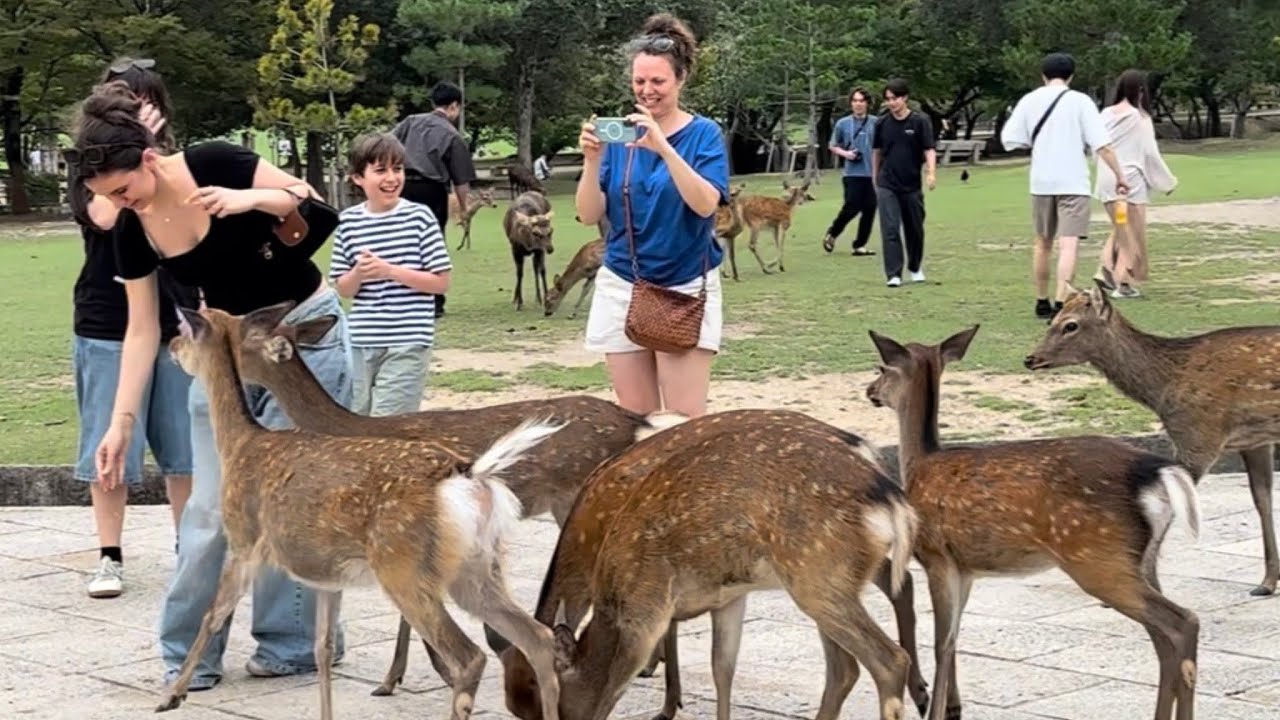 奈良公園で女の子❤️‍🩹が鹿に囲まれた瞬間#narapark #naraparkjapan 