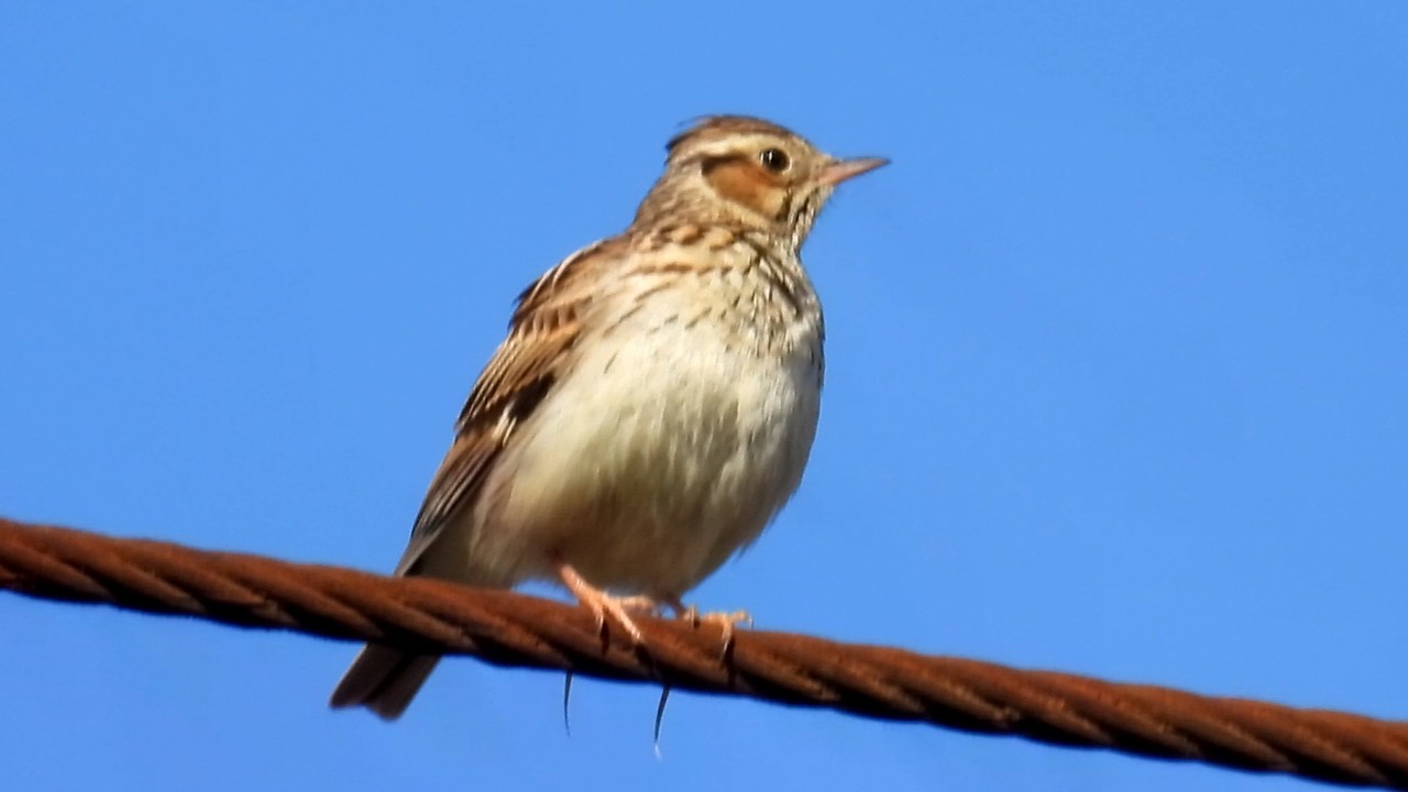 Skřivan lesní, Woodlark, Heidelerche, Boomleeuwerik,Alouette lulu, Lerka,