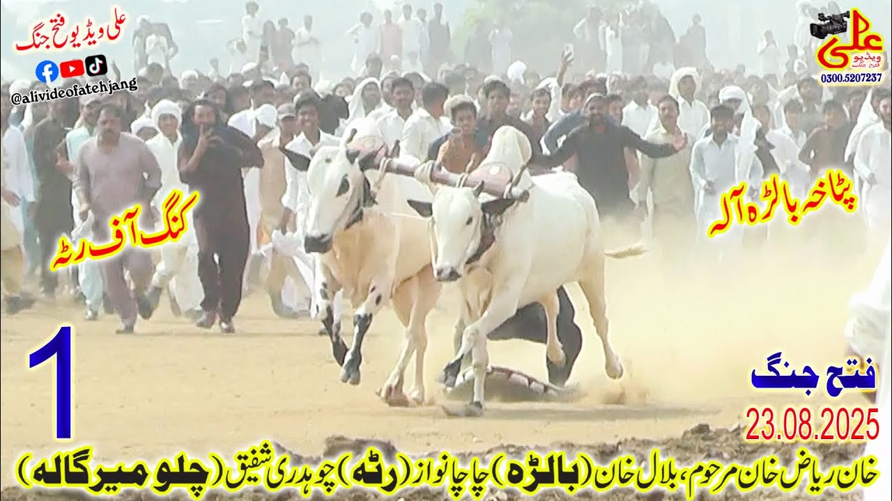 Baiii world cup Danda na jalsa 14/8/2025 #bullrace #fatehjangibulls #bull #ghulamjaffir #hajishazad