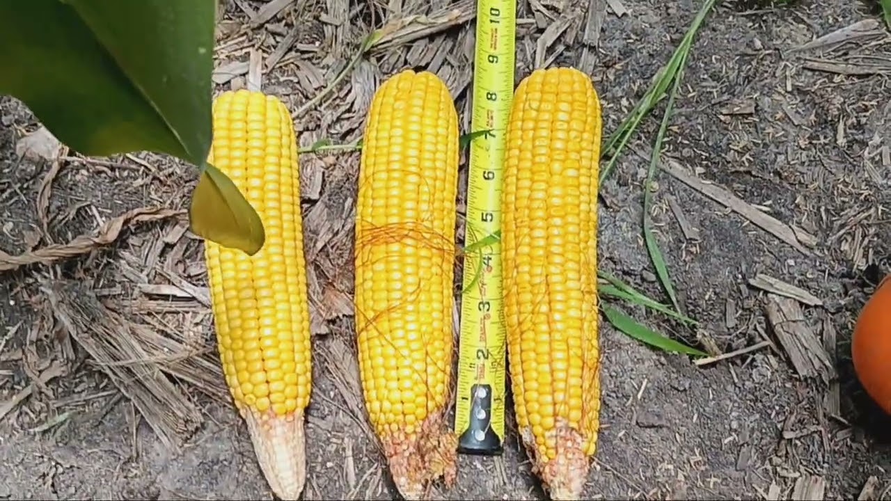 Corn at dent stage. Plant health and some yield estimates
