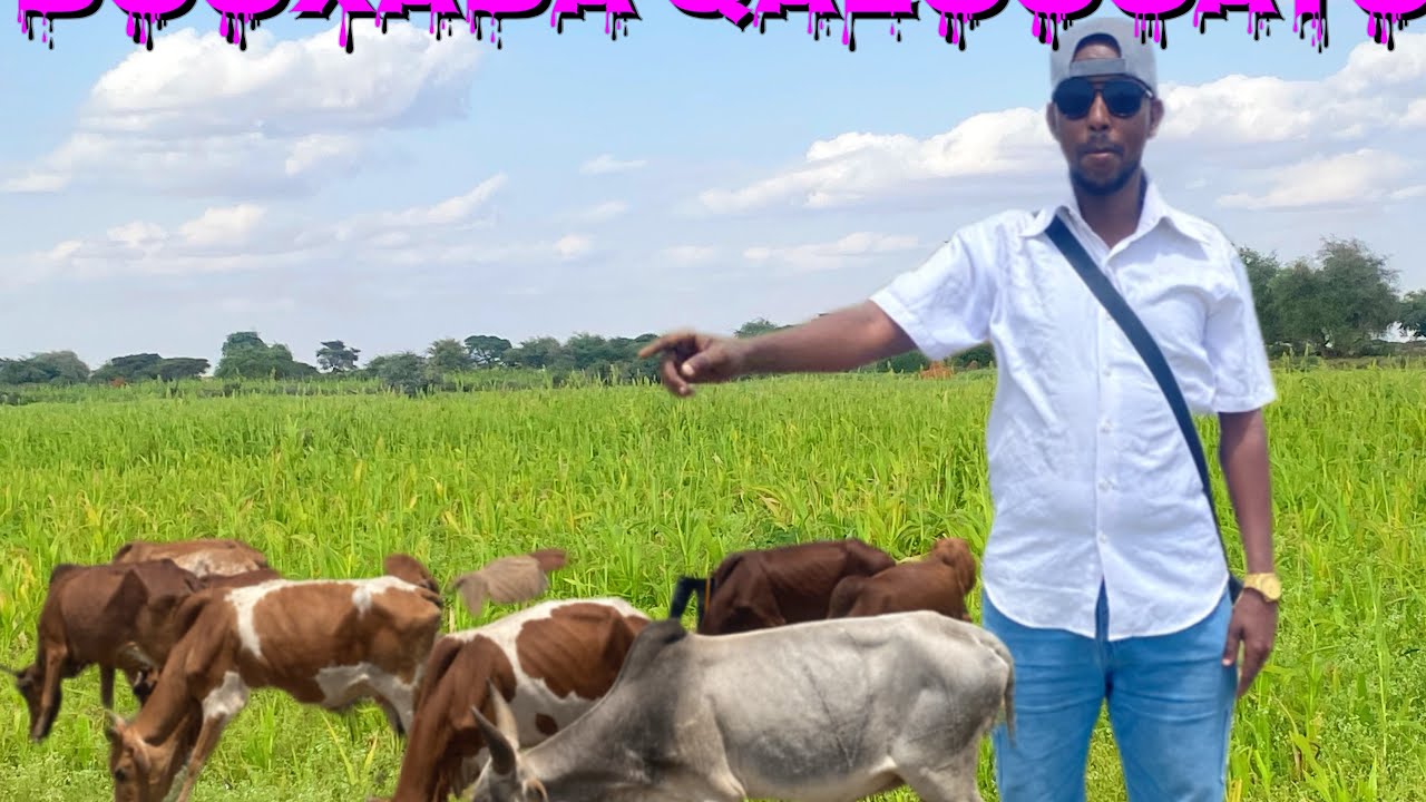 DOOXADA  QALOOCATO (OODWAYNE)