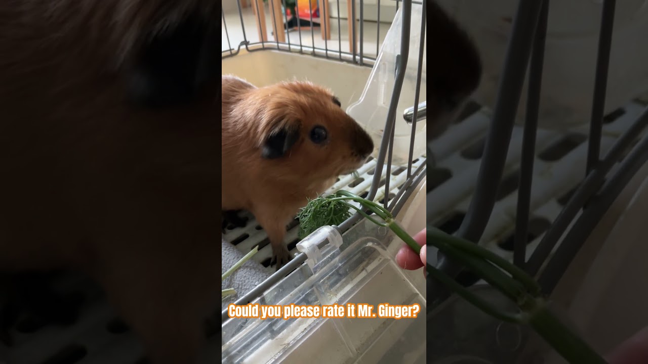 Ginger rates weird veggies Ep.1 🥦 🥕 #guineapig #guineapighome #cute #pets