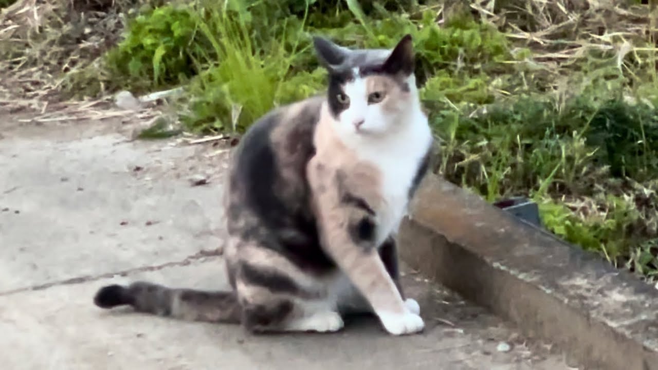 🍏😸2026年3月14日 A cat
