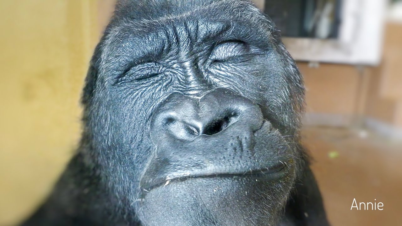 Boyish Female Gorilla's sweet side | Annie | The Shabani’s Group