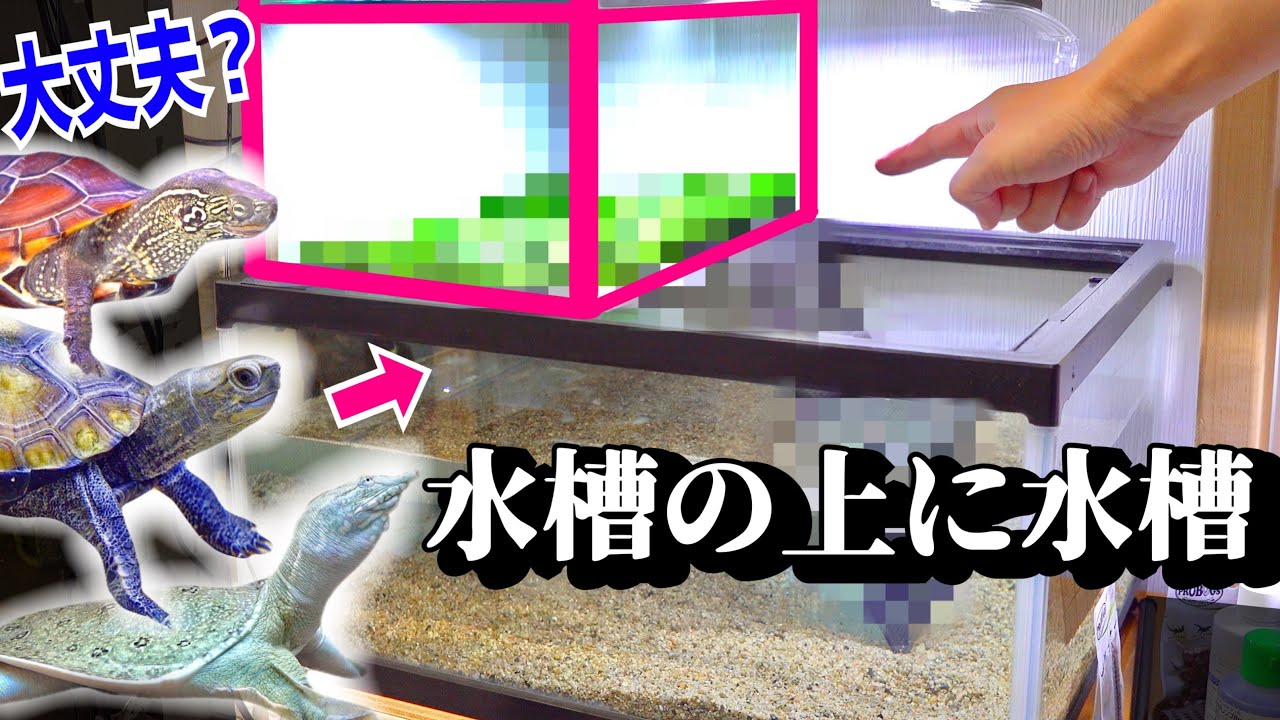 カメとスッポンの水槽を増築？水槽を重ねてみると…【２段積み水槽前編】