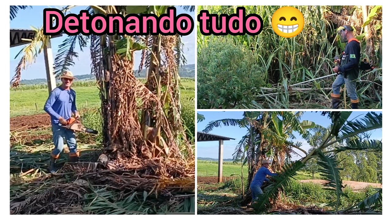 Derrubando as bananeiras com a motosserra 🤦 fazendo uma limpeza pesada 🤣🤣.