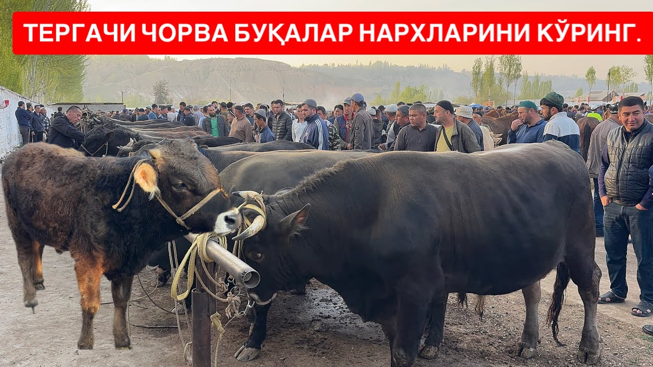 ТЕРГАЧИ СЕМИЗ АРЗОН БОҚМА БУҚАЛАРДА НАРХЛАР БАЛАНД 🚀🦬🐄🤫🤝🔥💸