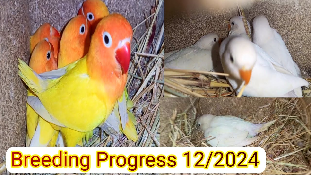 Albino Red Eye Breeding Progress | Lovebirds Breeding Progress