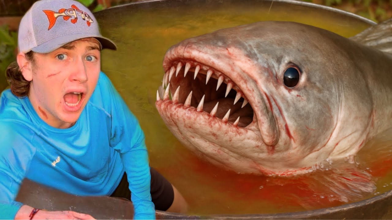 Flagrei o monstro atacando meus peixes!