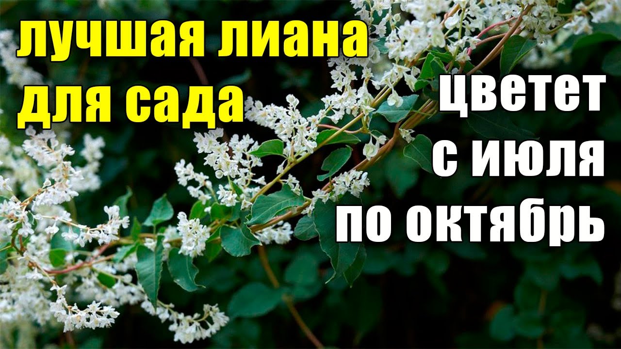 Лучший обзор Горец бальджуанский, самая быстрорастущая лиана, осенний медонос.