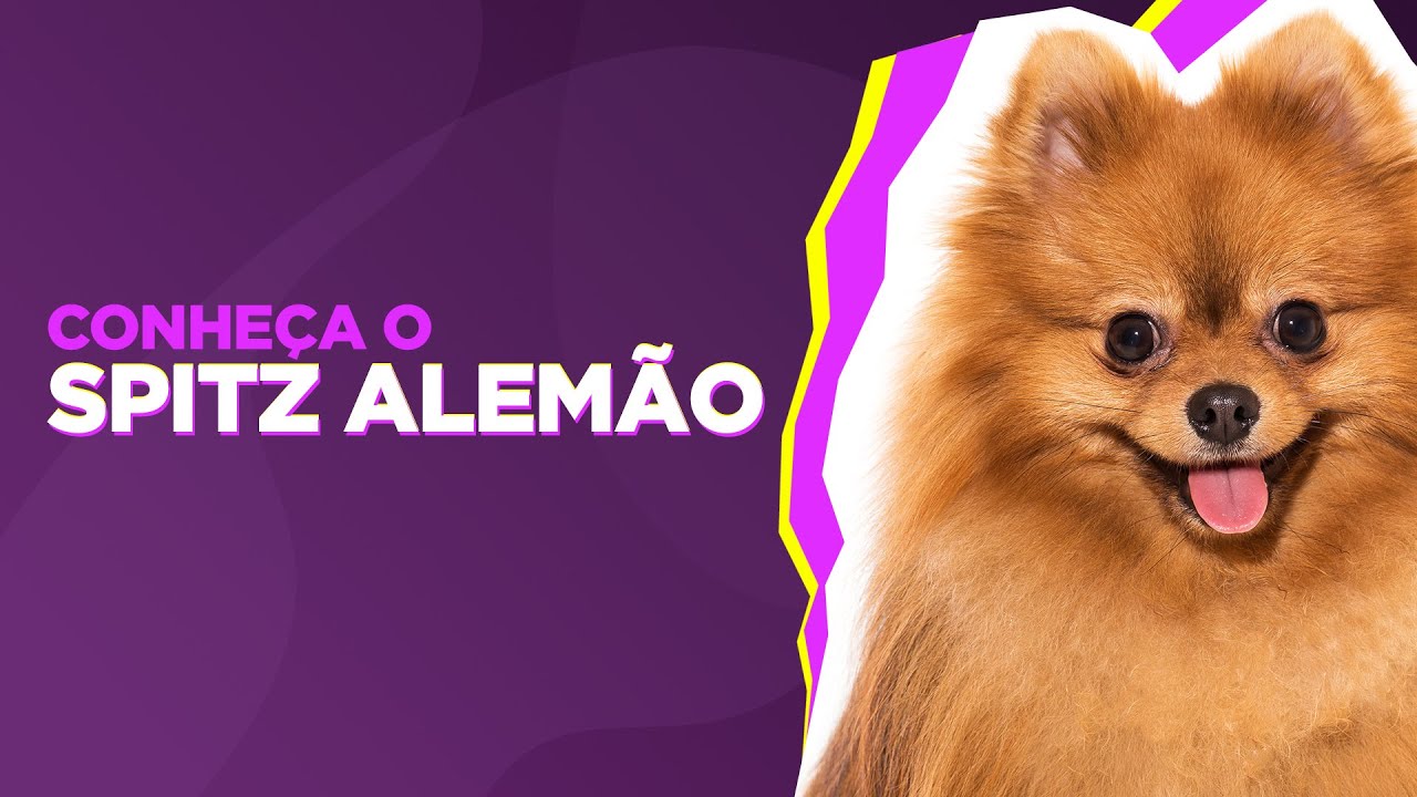 Tudo sobre Spitz Alem&atilde;o - ra&ccedil;as de c&atilde;es