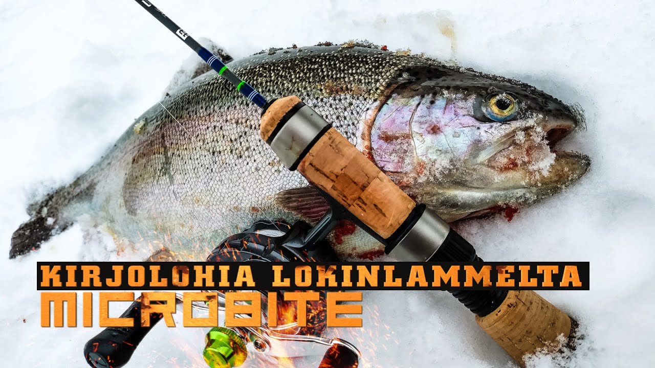 Kirjolohet hurjana Lokinlammella / Kirjolohen jigipilkintää