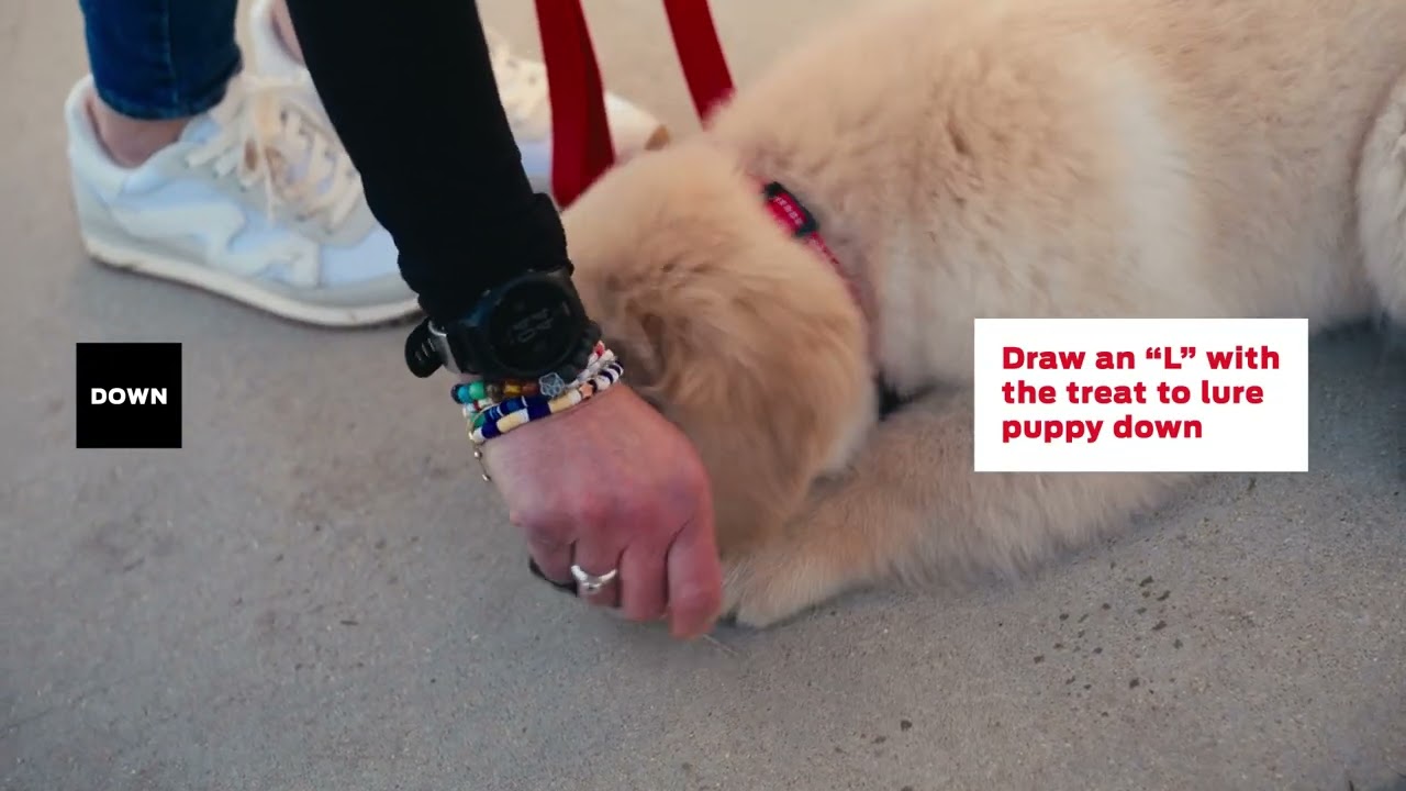 Learn How to Train Your Puppy with Dr. RuthAnn Lobos