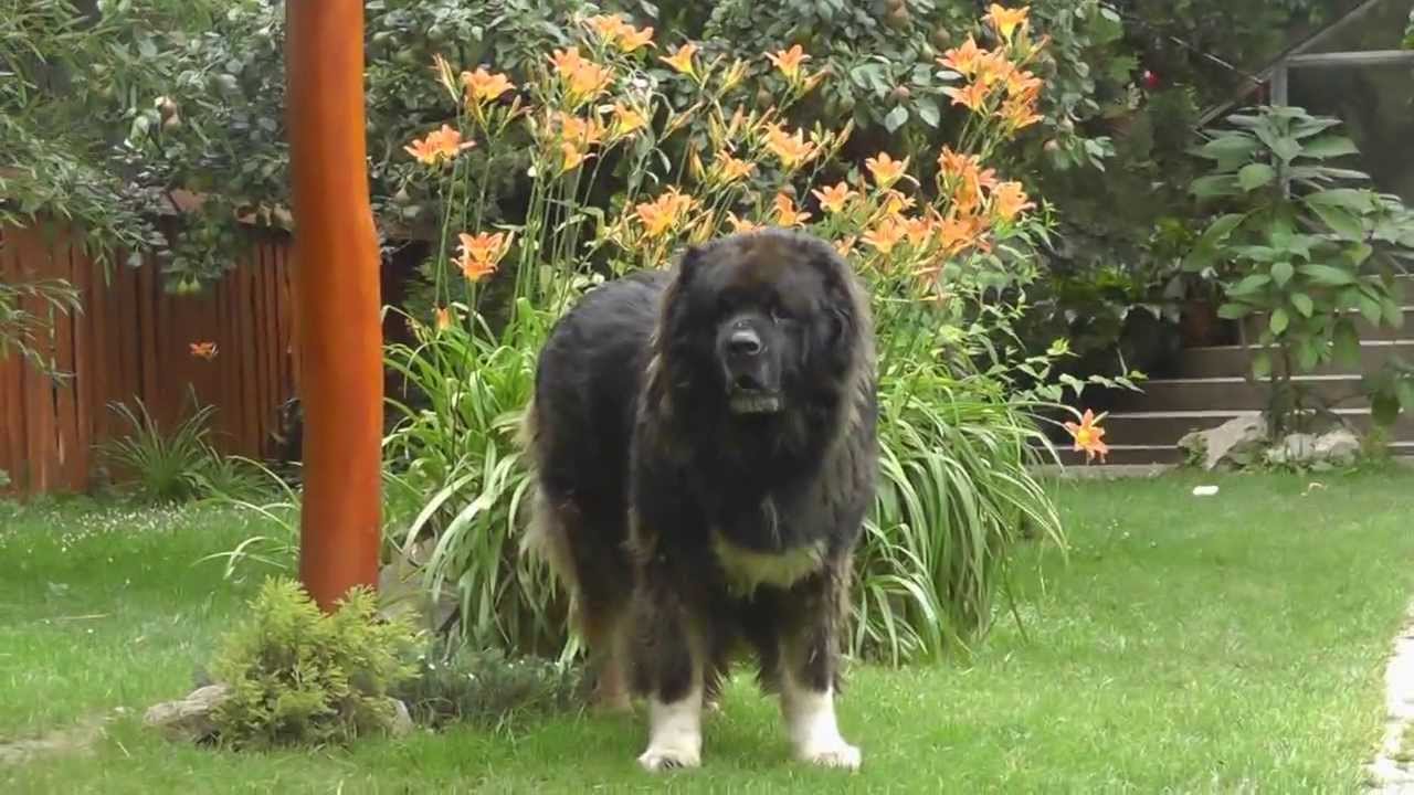 Borisz (Ürögpásztora kennel)