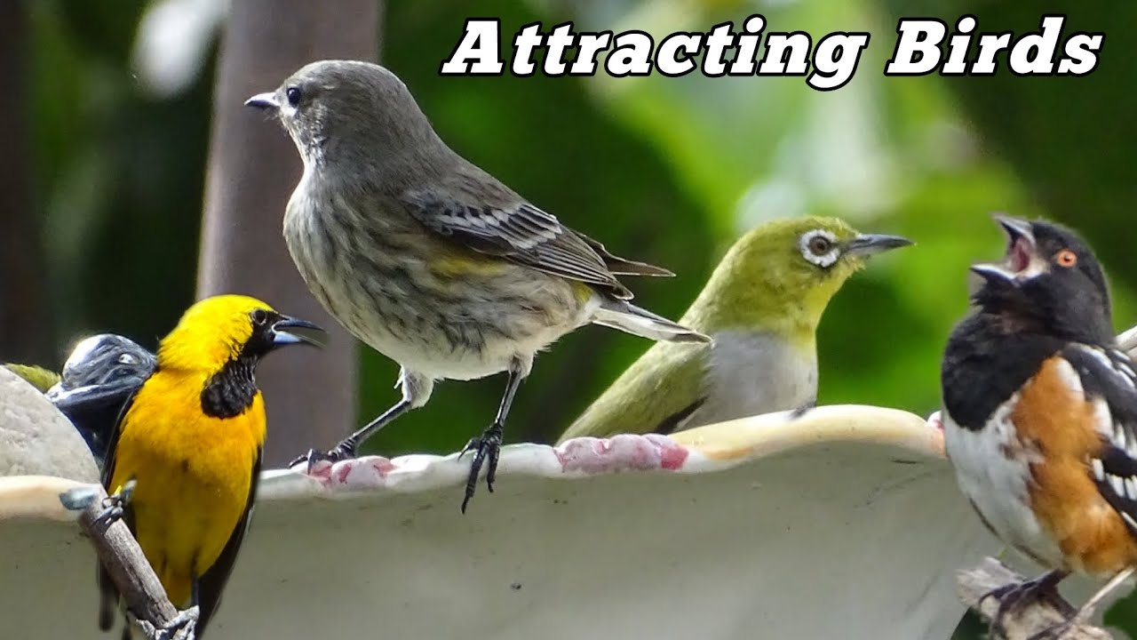 Attract Birds to Your Garden Winter Tips Easy BIRDING DIY Solar Fountain Bowl & Rocks Warblers