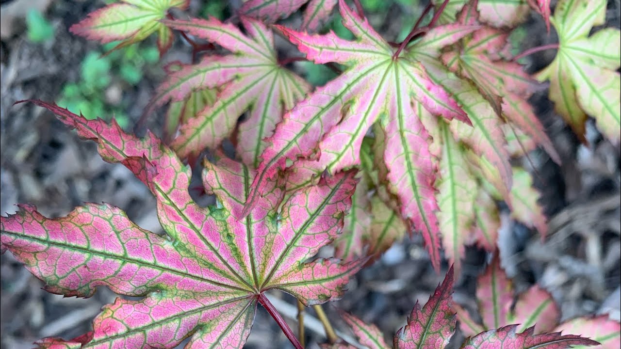 Japanese Maple Garden Tour Pt. 2