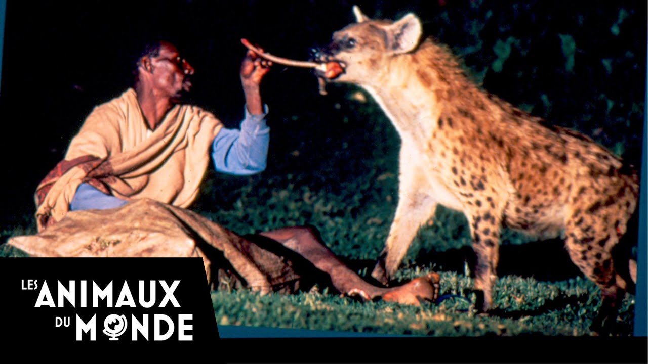 Les nuits de la hyène - Ethiopie - Harar - Le gamfo - Fous d'animaux