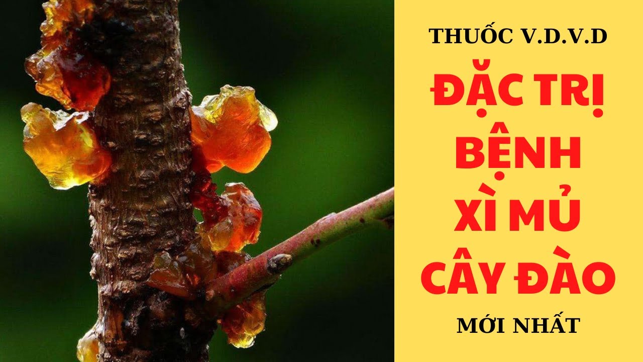 Đặc Trị Bệnh Xì Mủ Ở Cây Đào - Thuốc V.D.V.D