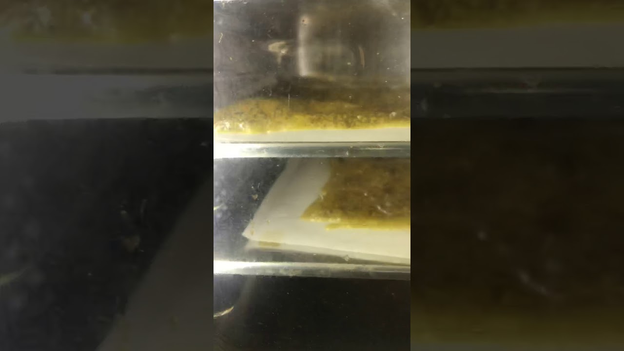 Pure THC oil goji og Shatter