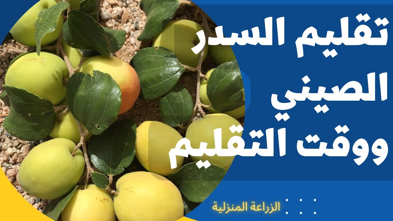 طريقة تقليم السدر الصيني I  وقت تقليم السدر الصيني وتسميدها