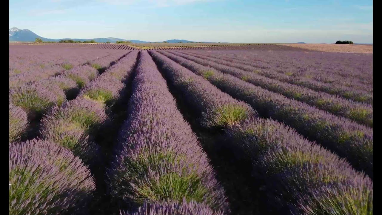 BOUCHES-DU-RHÔNE - St-Remy-de-Provence, la capitale des Alpilles