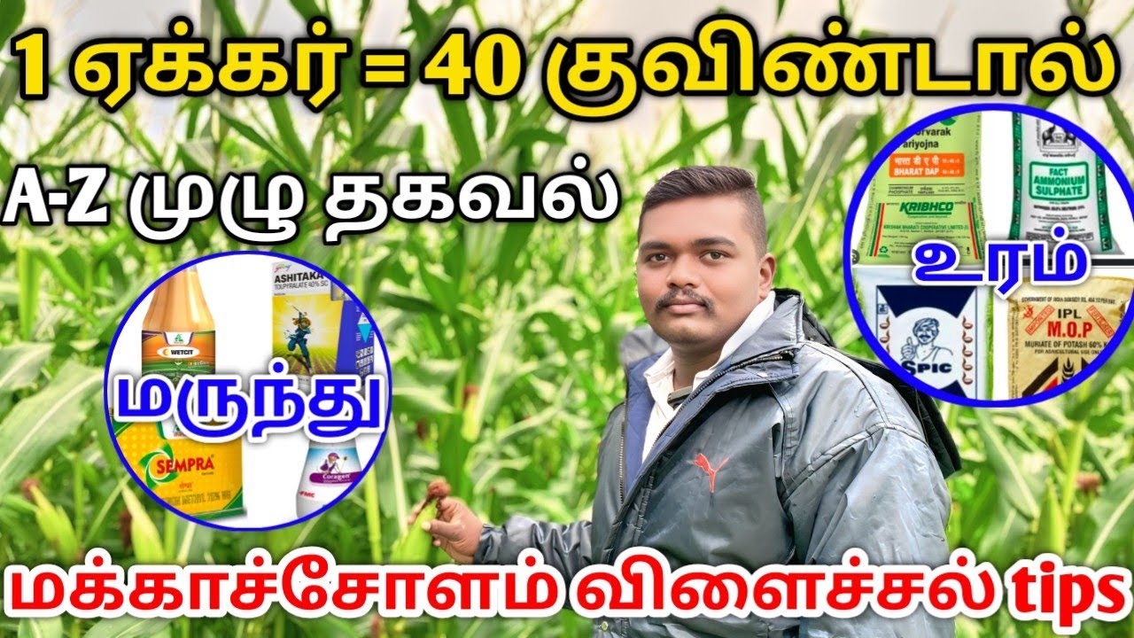மக்காசோளம் நடவு முதல் அறுவடை வரை செலவு மொத்த லாபம் உட்பட ஒரு ஏக்கருக்கு A - Z முழுதகவல் #maizecrop