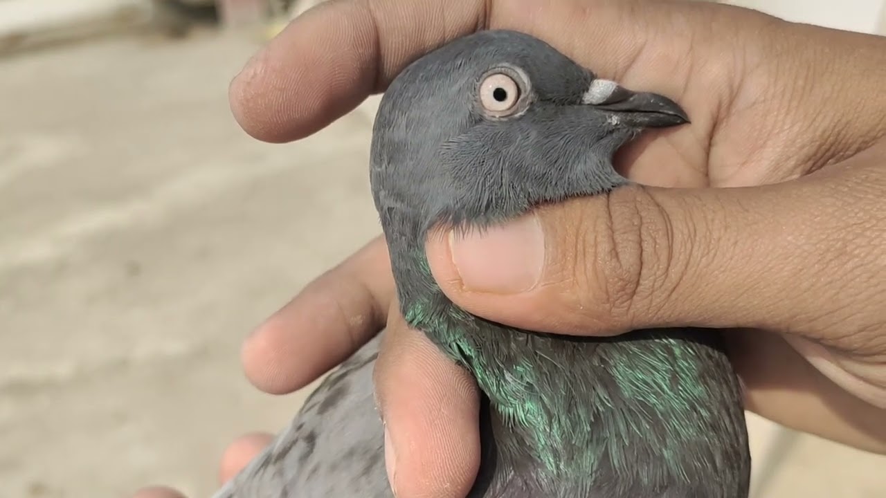 Bhubaneswar Pigeon Rock Sipu 🤟🕊️❤️,All Pigeon Sell Location Bhubaneswar, contact No-8280858679
