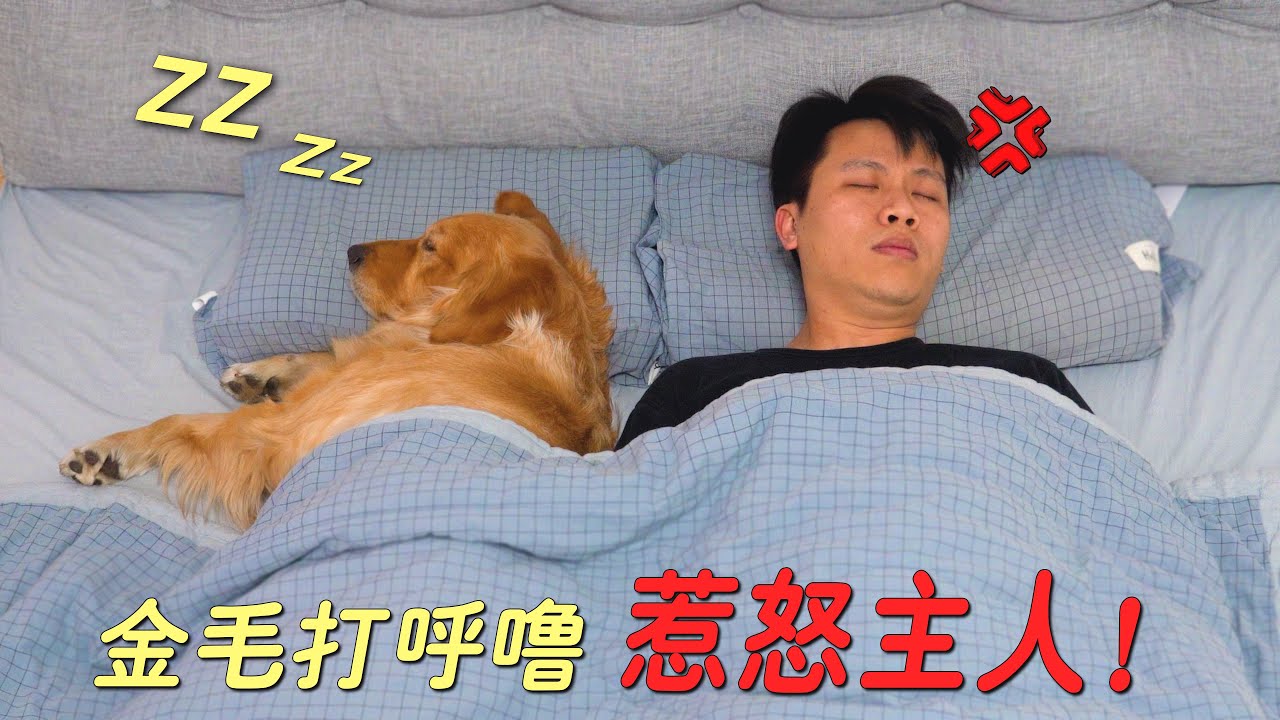 只因狗狗打呼噜太响，主人竟做出如此过激行为，太可怕了！