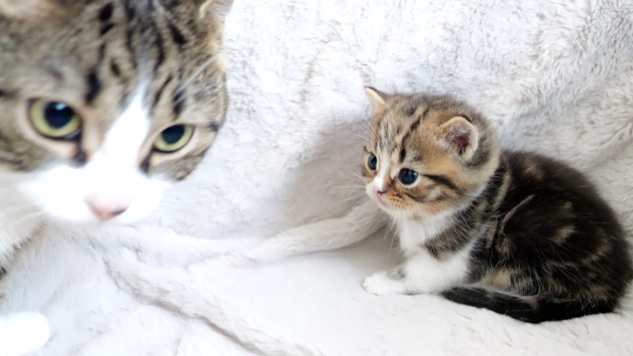 Daddy cat Coco came to see son cat Titi!