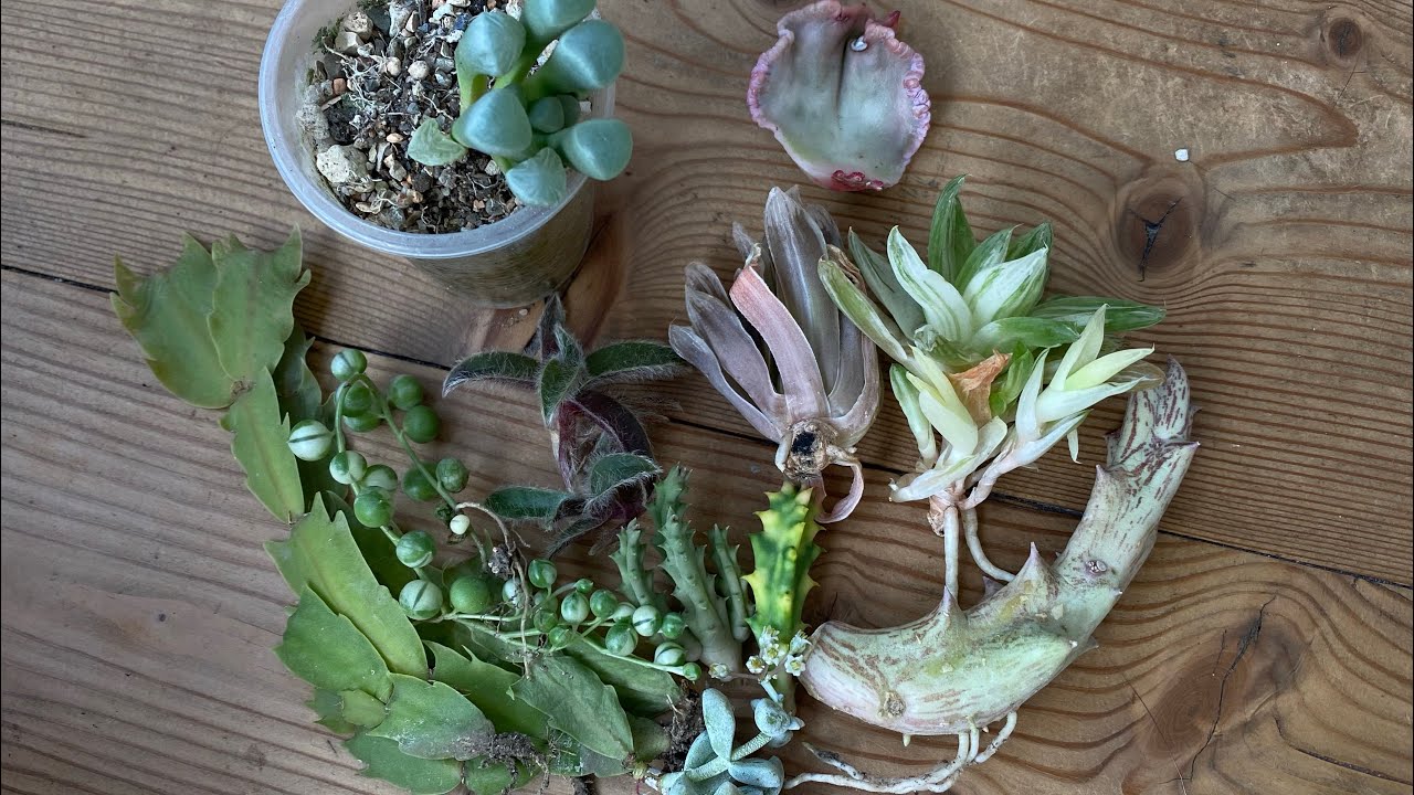 Посылка с суккулентами от Катюши ,с канала " Сукко жизнь"🪴