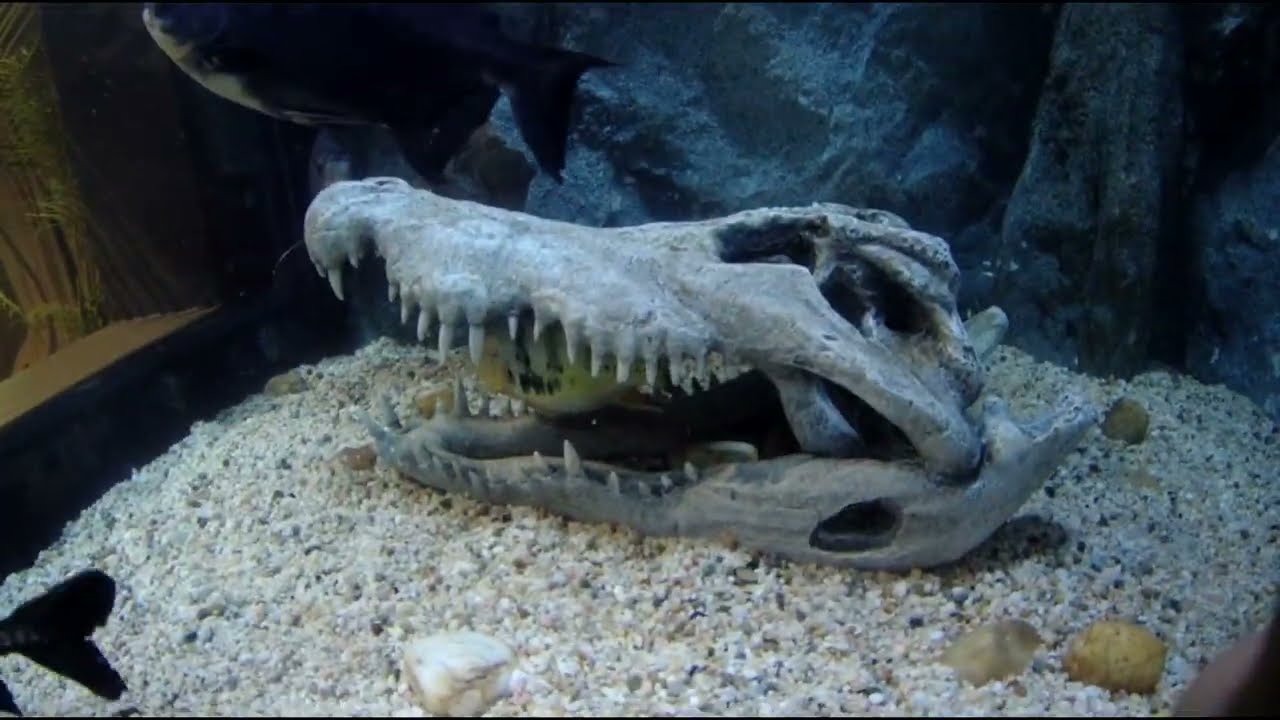 Angkor wildlife and Aquarium