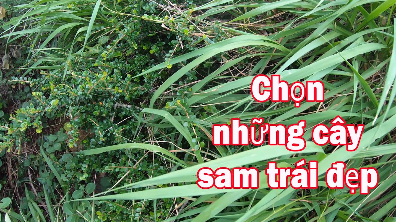 Khai thác cây sam núi trái tự nhiên về chơi bonsai tiểu cảnh