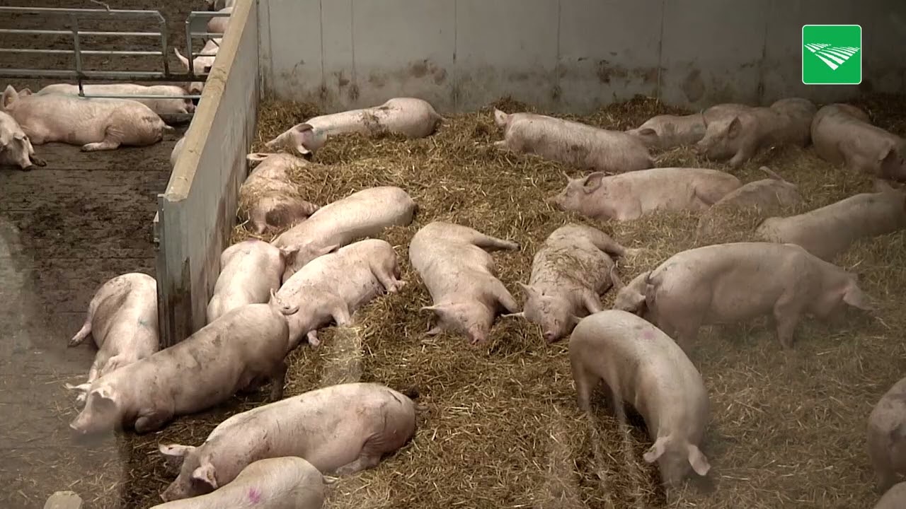 Stoppen dreigt voor duizenden Brabantse boeren