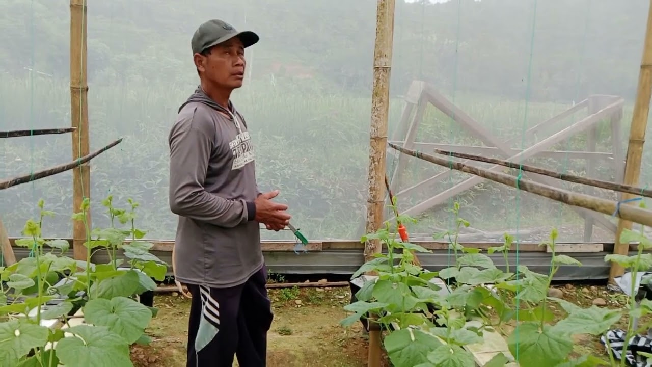 Green House di Bungur... (Melon dg pengelola bpk Karis) top👍....