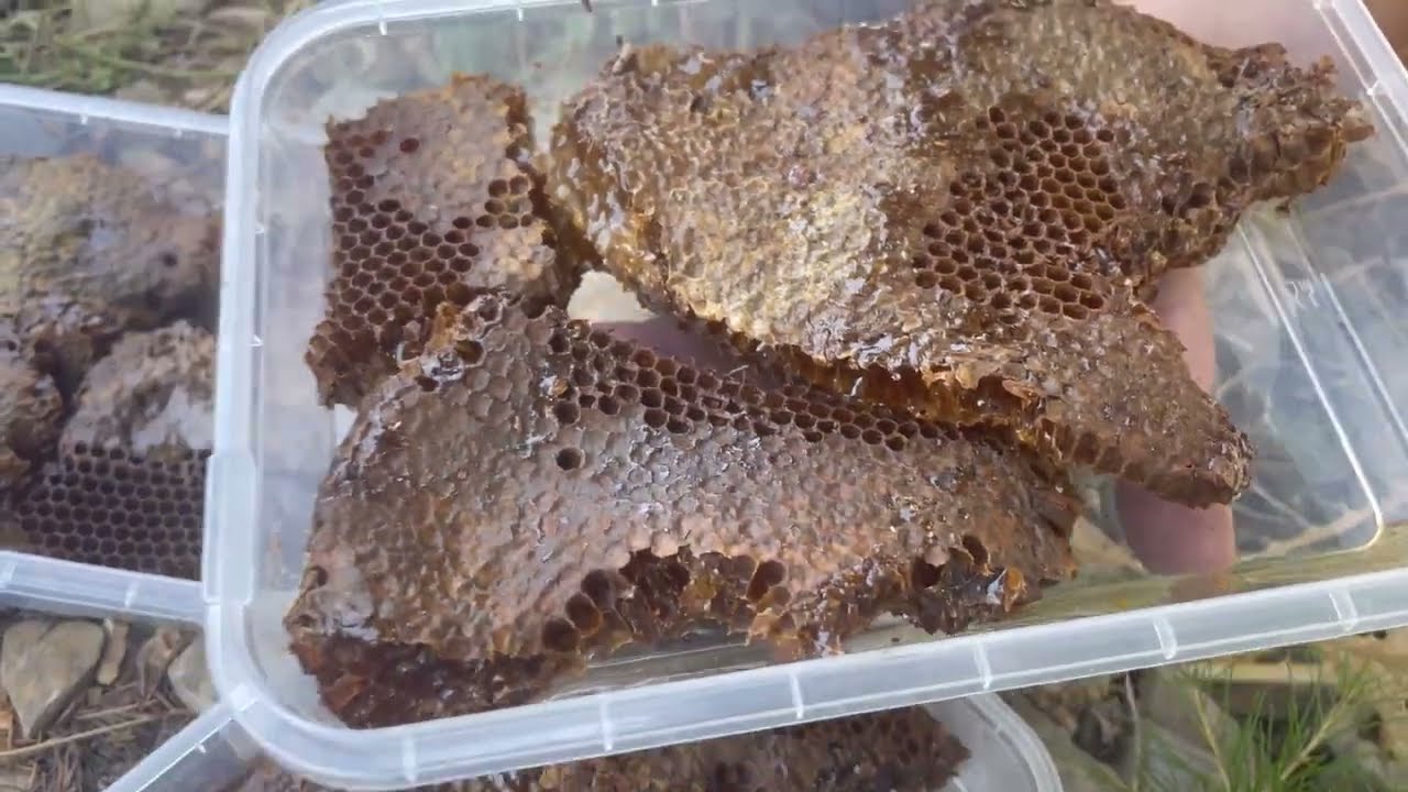 Лесной мед GENUINE HONEY HUNTER®